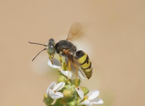 Bembix flavescens